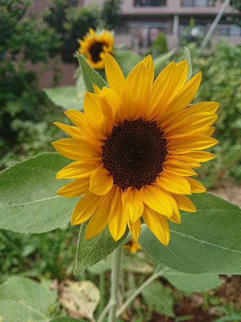 f:id:sakamotwin:20201005213638j:image