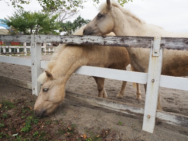 f:id:sakamotwin:20201011203535j:image