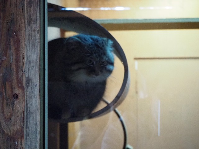 f:id:sakamotwin:20201011205803j:image