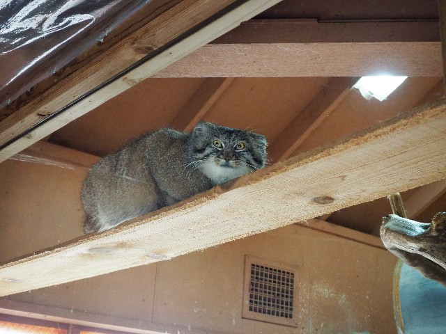 f:id:sakamotwin:20201011211141j:image