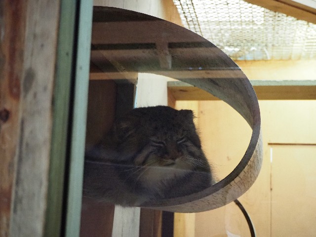 f:id:sakamotwin:20201011213028j:image