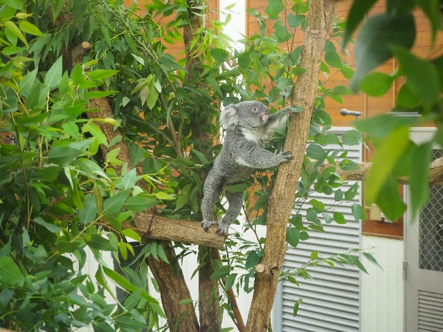 f:id:sakamotwin:20201011213720j:image