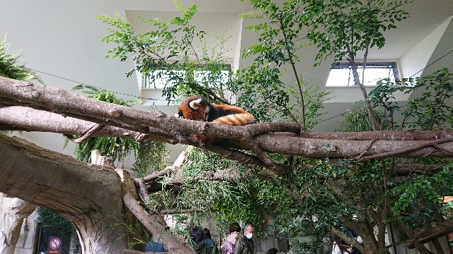 f:id:sakamotwin:20201107100013j:image