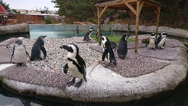 f:id:sakamotwin:20201107100212j:image
