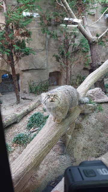 f:id:sakamotwin:20201107100536j:image