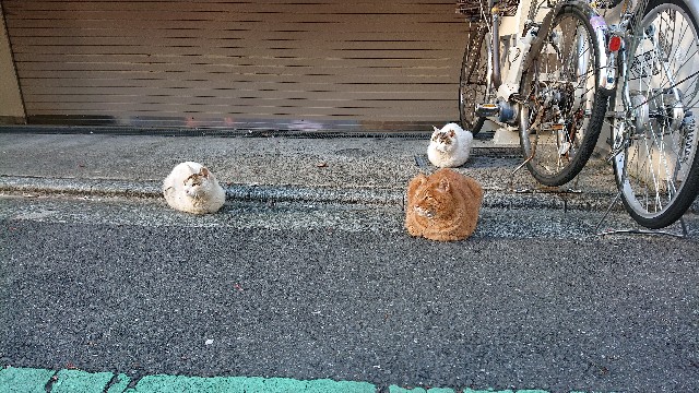 f:id:sakamotwin:20201231221030j:image