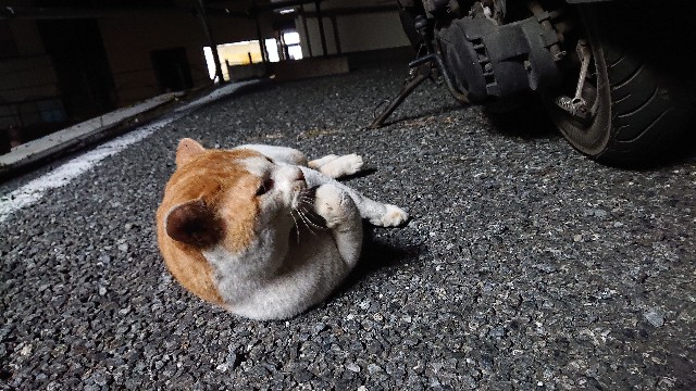 f:id:sakamotwin:20210208030333j:image