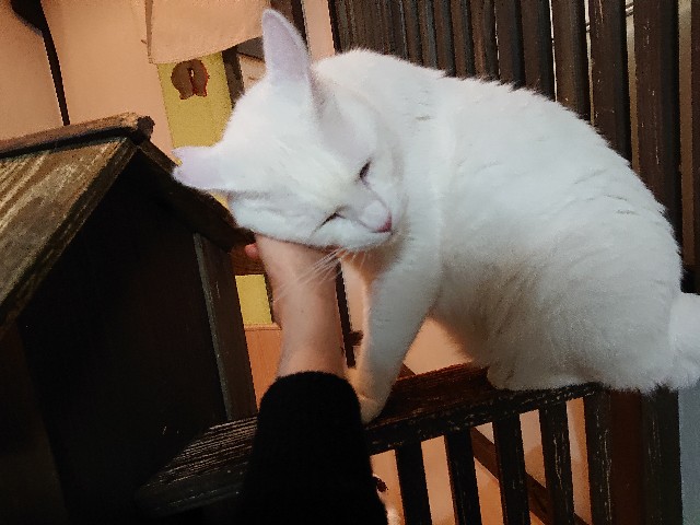 f:id:sakamotwin:20210324205352j:image