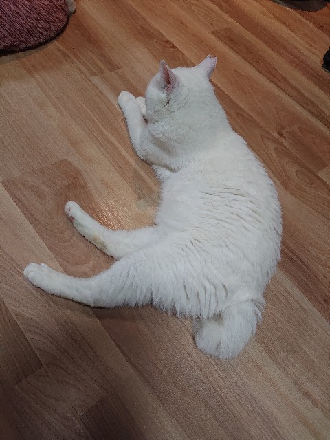 f:id:sakamotwin:20210324205442j:image