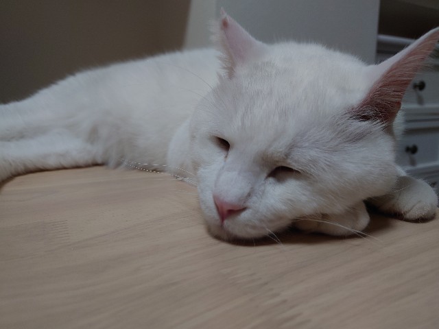 f:id:sakamotwin:20210609001822j:image