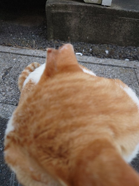 f:id:sakamotwin:20210628023603j:image