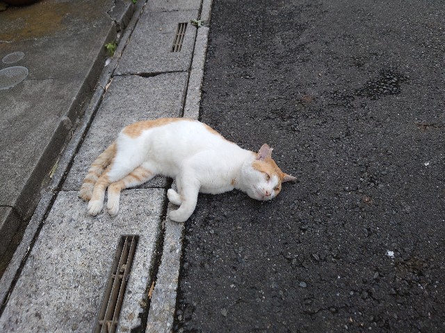 f:id:sakamotwin:20210628023742j:image