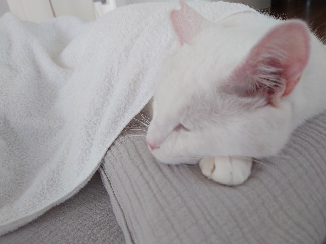 f:id:sakamotwin:20210729103018j:image