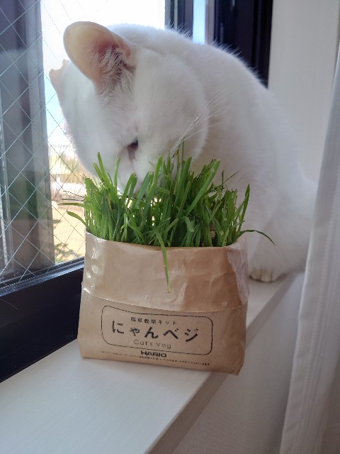 f:id:sakamotwin:20210920233801j:image f:id:sakamotwin:20210920233801j:image