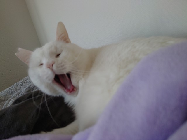 f:id:sakamotwin:20220203141021j:image