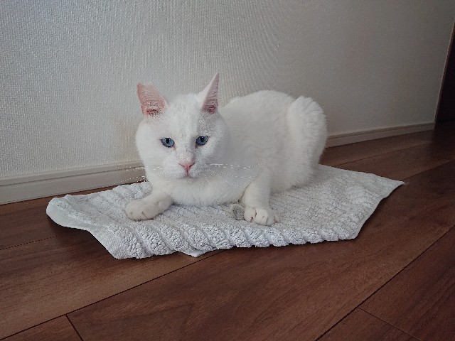 f:id:sakamotwin:20220731103453j:image