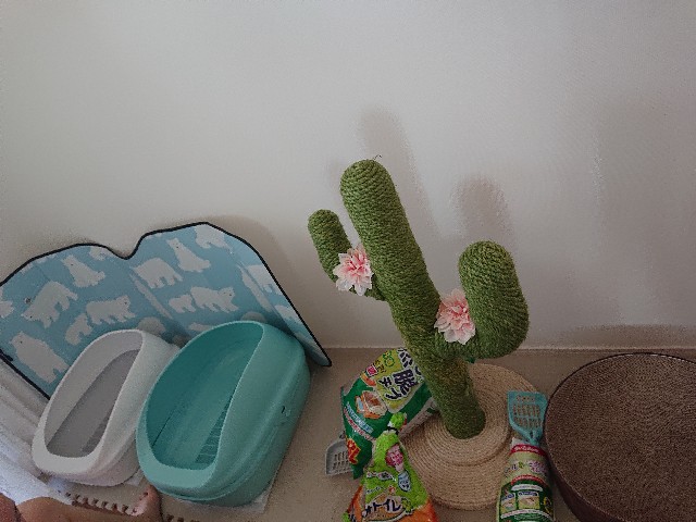 f:id:sakamotwin:20220731105112j:image