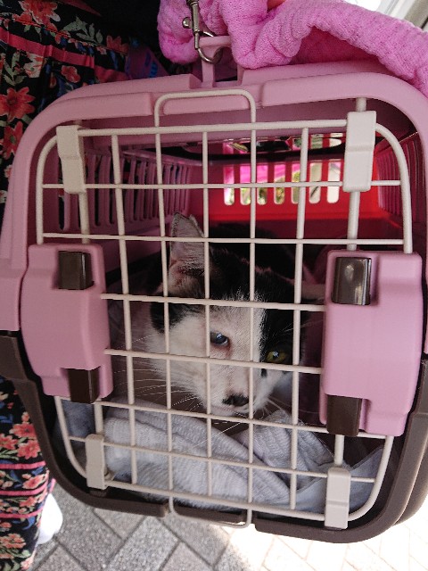 f:id:sakamotwin:20220731110104j:image