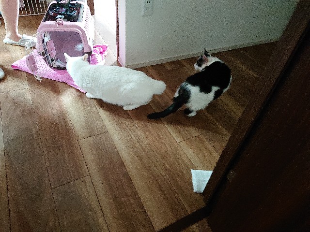 f:id:sakamotwin:20220731110212j:image