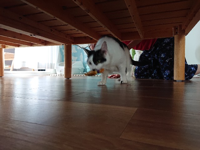 f:id:sakamotwin:20220731111837j:image