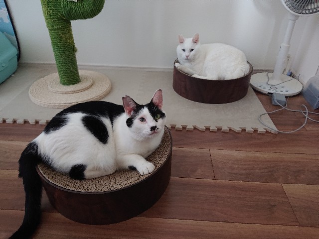 f:id:sakamotwin:20220731112151j:image