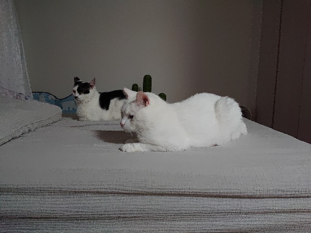 f:id:sakamotwin:20220731113037j:image