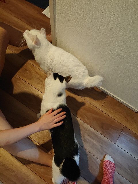 f:id:sakamotwin:20220731113503j:image