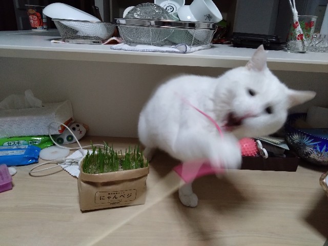 f:id:sakamotwin:20221030213300j:image f:id:sakamotwin:20221030213300j:image