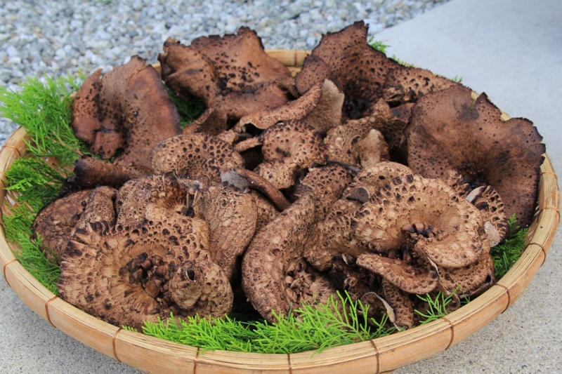 飛騨季節料理 肴 ならではの天然きのこ料理 【香茸】 - 飛騨季節料理 肴店主の日記