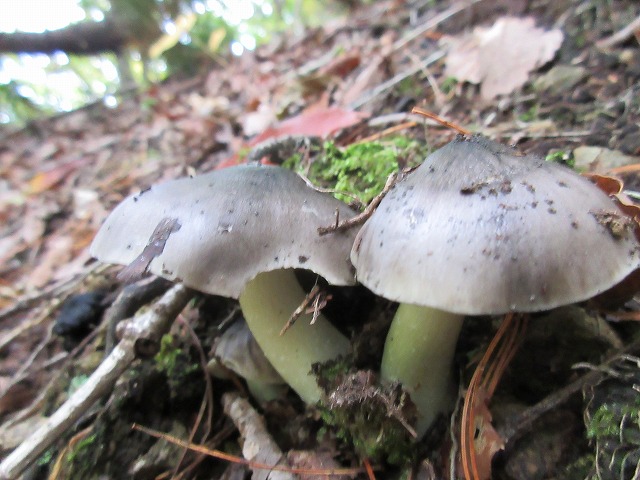 f:id:sakana-tensyu:20161029000142j:plain