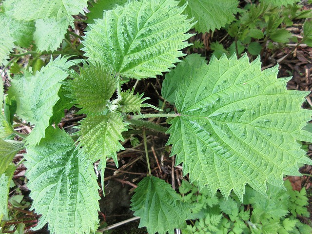 f:id:sakana-tensyu:20170520103444j:plain