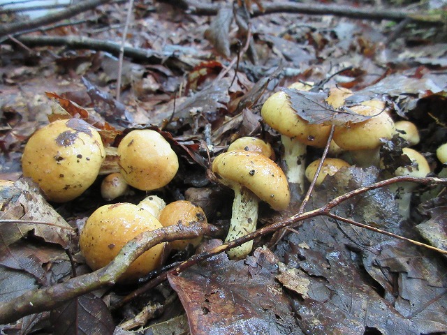 f:id:sakana-tensyu:20170827075314j:plain