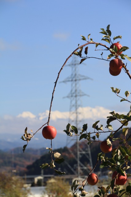 f:id:sakana-tensyu:20171130105433j:plain
