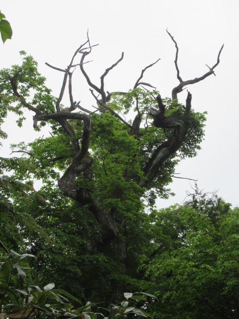 f:id:sakana-tensyu:20180603080935j:plain