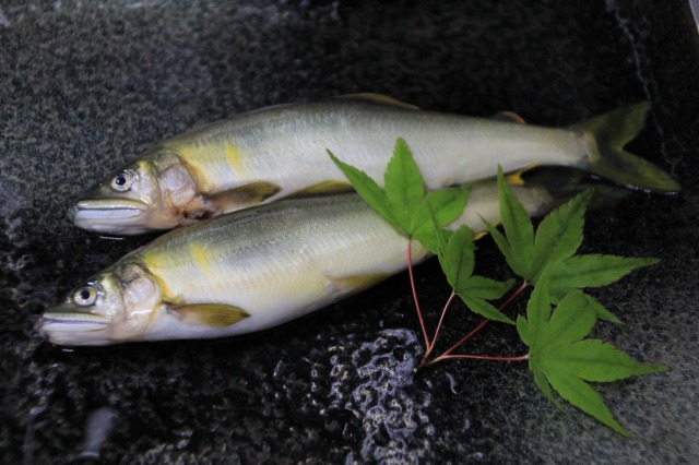 f:id:sakana-tensyu:20180729071017j:plain