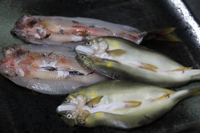 f:id:sakana-tensyu:20180729071043j:plain