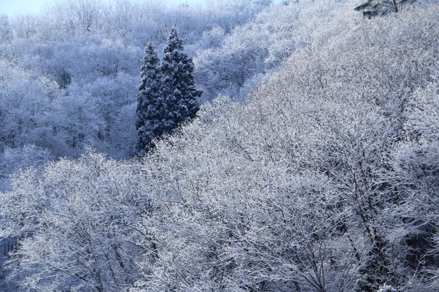 f:id:sakana-tensyu:20190121165308j:plain