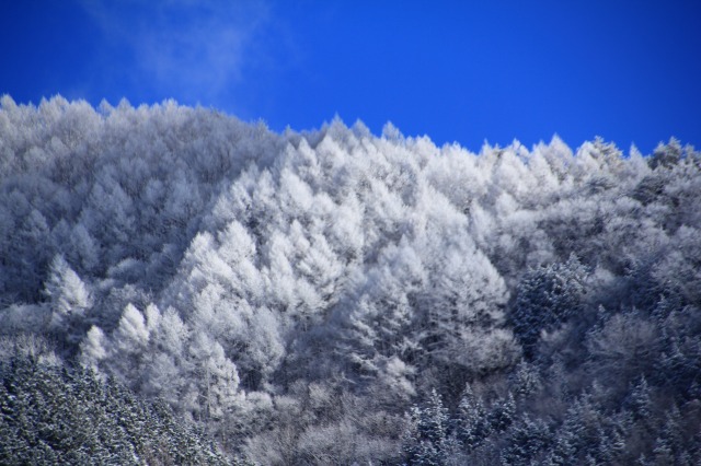 f:id:sakana-tensyu:20190121165403j:plain