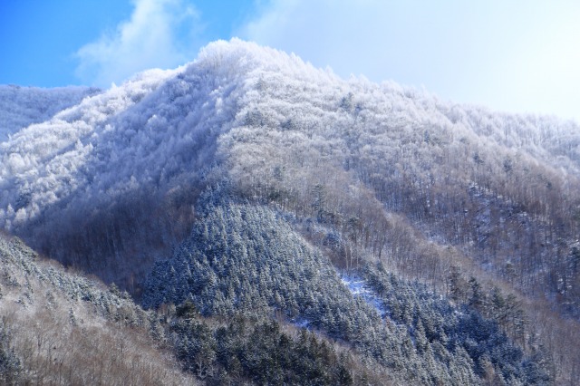 f:id:sakana-tensyu:20190121165447j:plain
