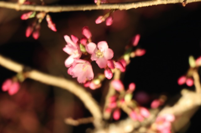 f:id:sakana-tensyu:20190420092722j:plain