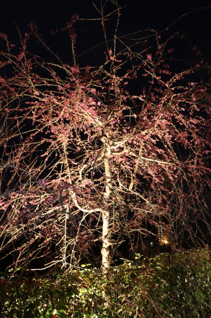 f:id:sakana-tensyu:20190420092814j:plain