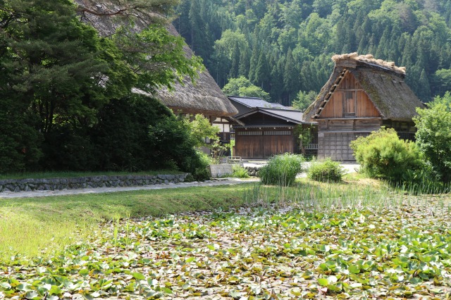 f:id:sakana-tensyu:20190611095554j:plain