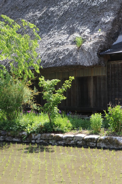 f:id:sakana-tensyu:20190611100101j:plain