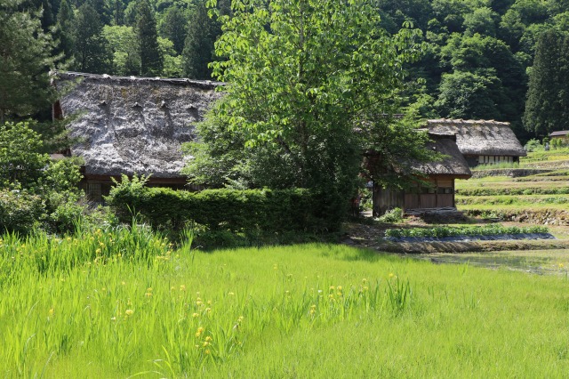 f:id:sakana-tensyu:20190611100144j:plain