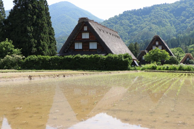 f:id:sakana-tensyu:20190611100208j:plain