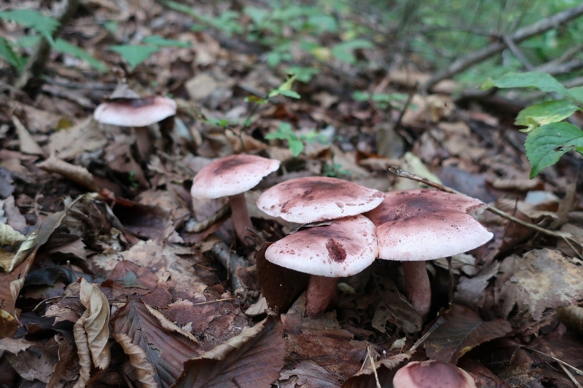 f:id:sakana-tensyu:20200929214857j:plain