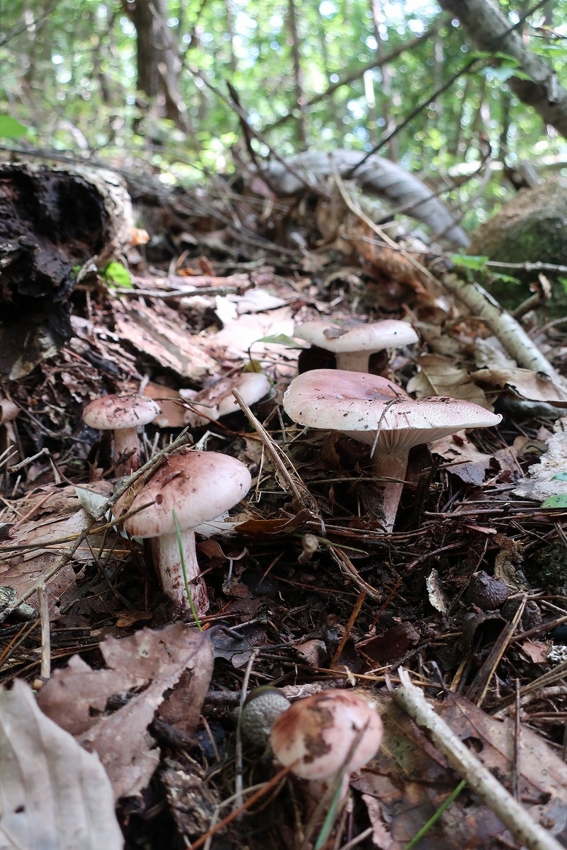 f:id:sakana-tensyu:20200929214918j:plain