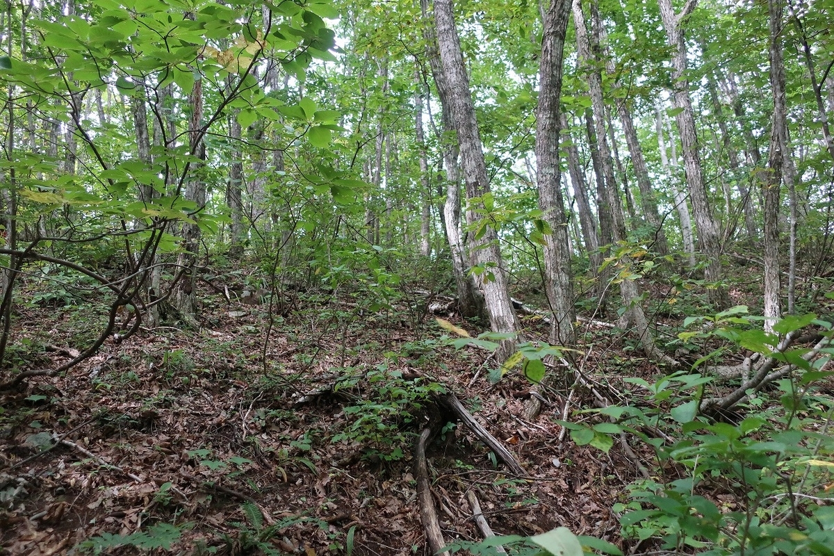 f:id:sakana-tensyu:20200929215022j:plain