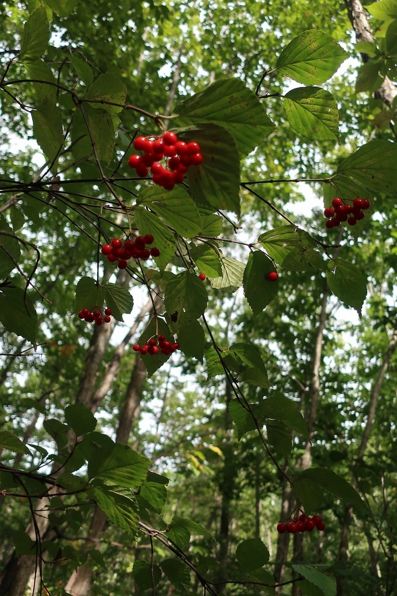 f:id:sakana-tensyu:20200929215053j:plain