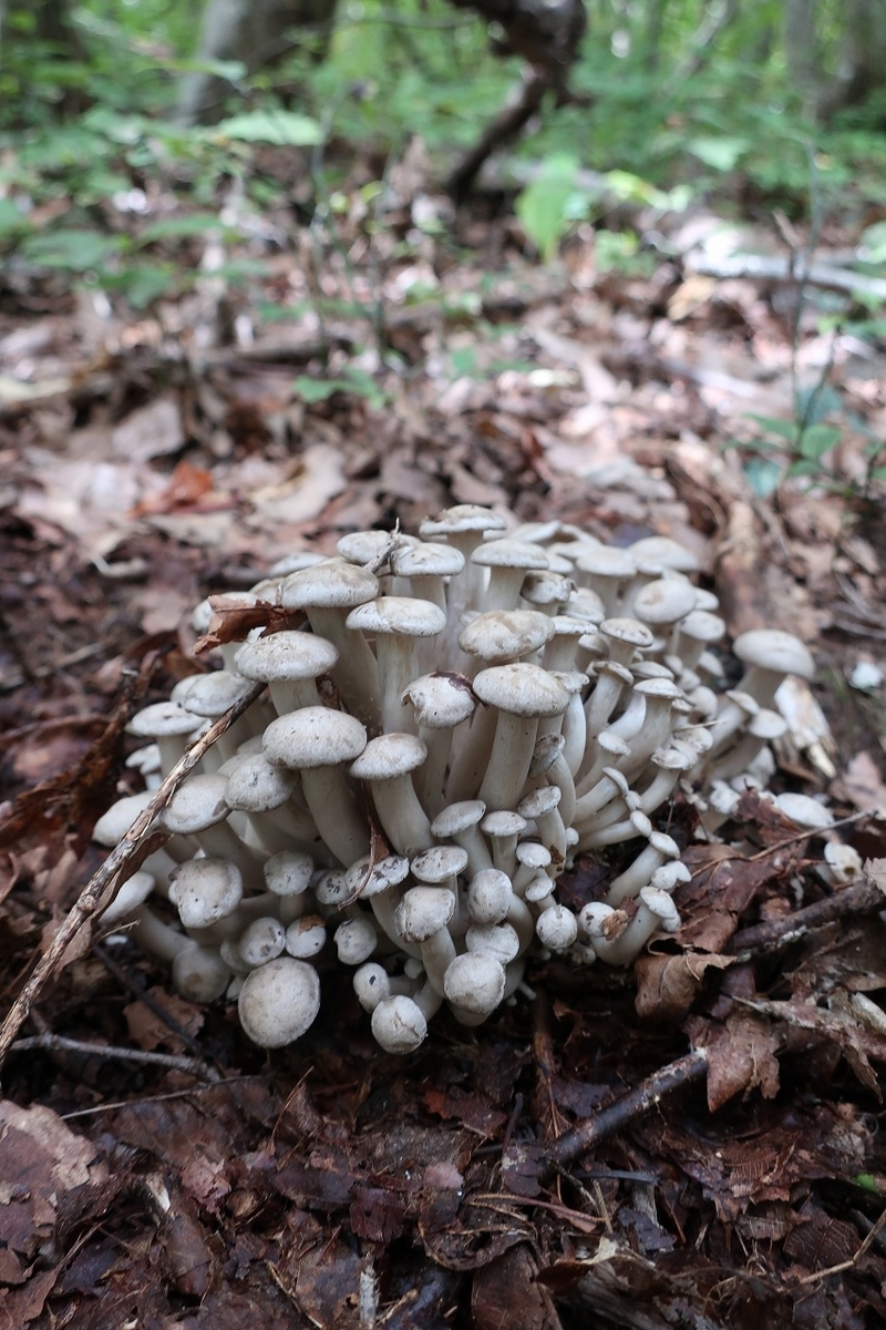 f:id:sakana-tensyu:20200929215240j:plain